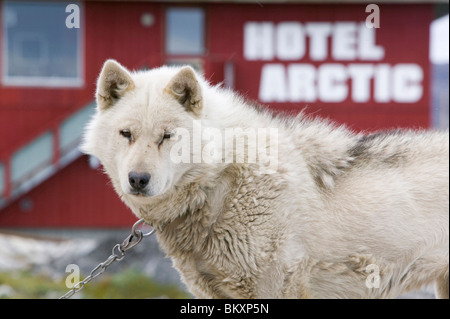 Schlittenhund husky in Ilulissat auf Grönland. Stockfoto