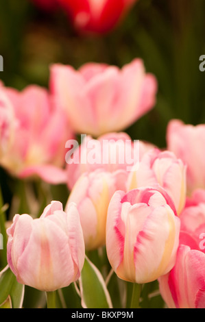 Triumph Tulpe 'Neues Design' in Blüte Stockfoto