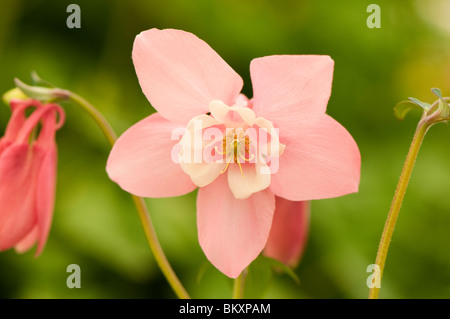 Neue Sorte von Aquilegia "Neue Rose" in der Blume Stockfoto