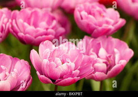 Tulipa 'Blue Diamond' in Blüte Stockfoto