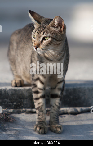 Eine Katze liegt am Rande eines Marina Docks auf der Insel Isla Mujeres in der Nähe von Cancun, Mexiko Stockfoto