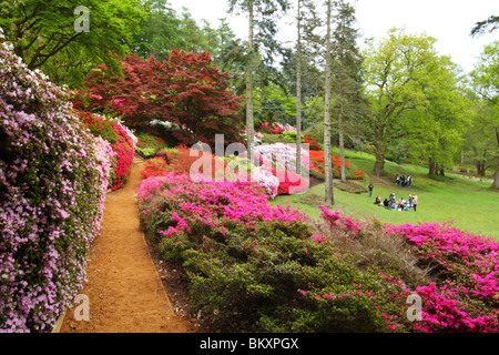 Azaleen und Rhododendren, Bowle, Valley Gardens, The Royal Landscape Windsor Great Park, Surrey, Vereinigtes Königreich Stockfoto