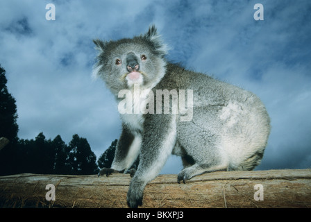 Koala (Phascolarctos Cinereus), South Australia. IN GEFANGENSCHAFT Stockfoto