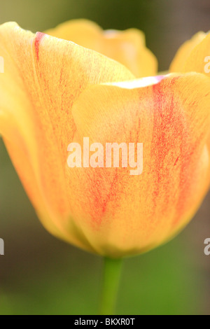 Tulpe (Tulipa Gesneriana) Stockfoto