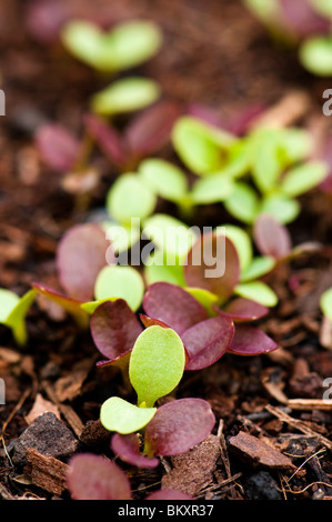 Nahaufnahme von gemischten Blatt Kopfsalat Keimlinge Stockfoto