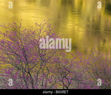 Sierra National Forest, CA: Blüte Redbud (Cercis Canadensis) gegen Reflexionen des Merced River Stockfoto