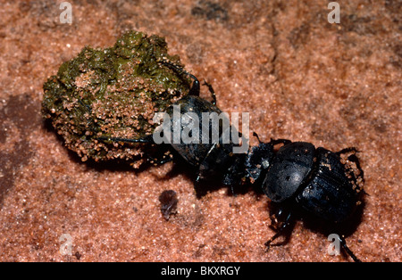 Dung ins Rollen Skarabäus-Käfer (Scarabaeus Aeratus: Scarabaeidae), zwei Hündinnen Streit um eine Dung in Ballbesitz Kenia Stockfoto