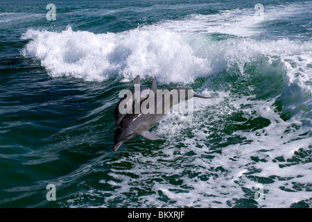 Zwei Delfine im Zuge der "Sea Screamer". Stockfoto