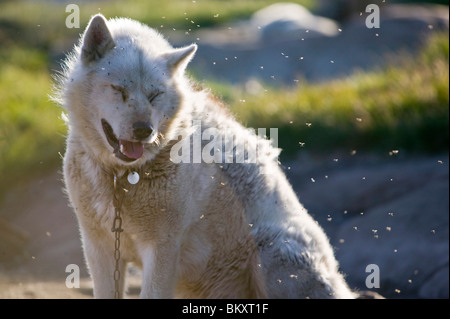 Angegriffen durch Mücken in Ilulissat auf Grönland Schlittenhunde Stockfoto