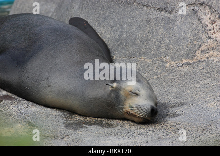 SEELÖWEN IN EINEM MARINE PARK FAULENZEN IN DER SONNE AUF FELSEN BDA Stockfoto