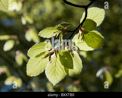 Frische grüne Blätter einer Waldfläche Buche (Fagus sylvaticus) im Frühjahr mit dappled Hintergrundbeleuchtung, Adern und Struktur Stockfoto