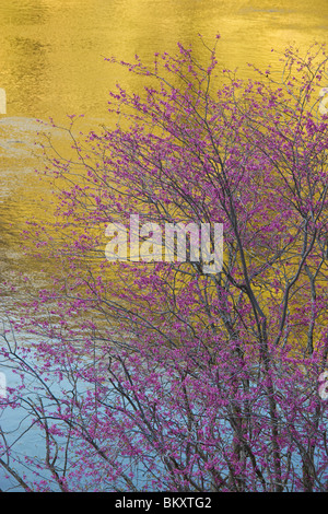 Sierra National Forest, CA: Blüte Redbud (Cercis Canadensis) gegen Reflexionen des Merced River Stockfoto