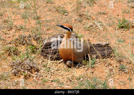 Indischen Renner, Cursorius coromandelicus Stockfoto