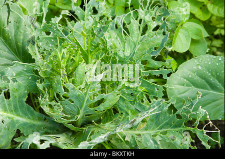 Kohl, beschädigt durch Caterpillsrs der Kohl weißen Schmetterling auf einer Zuteilung in Cumbria UK Stockfoto