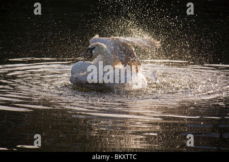 Ein Schwan, eine Bad, River Lee, London zu genießen. VEREINIGTES KÖNIGREICH. Stockfoto