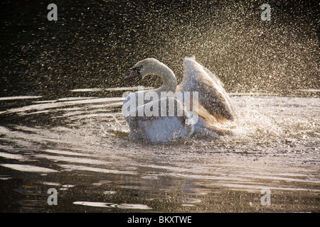 Ein Schwan, eine Bad, River Lee, London zu genießen. VEREINIGTES KÖNIGREICH. Stockfoto