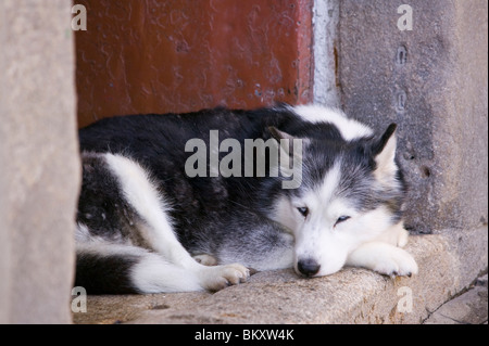 Hund auf einer Haustür in Porto Portugal Stockfoto