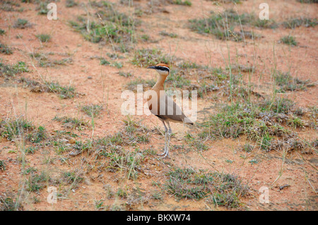 Indischen Renner, Cursorius coromandelicus Stockfoto