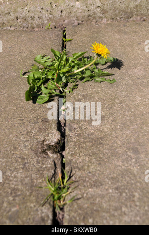 Ein blühender Löwenzahn wächst zwischen die Fugen von Betonplatten Garten / Platten. Stockfoto