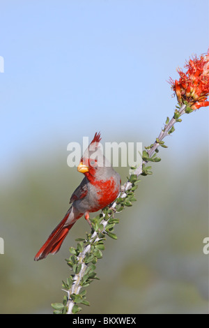 Pyrrhuloxia erwachsenen männlichen auf Ocotillo Zweig. Stockfoto