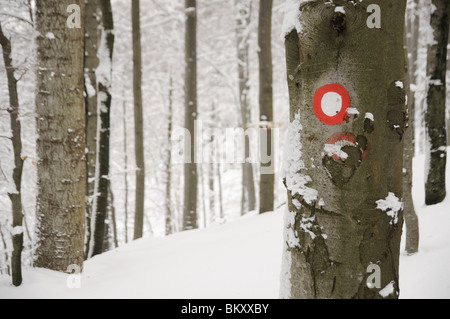 Schnee Winter-Szene, Trail Mark auf einem Baum in einem Wald, Gorski Kotar, Kroatien Stockfoto