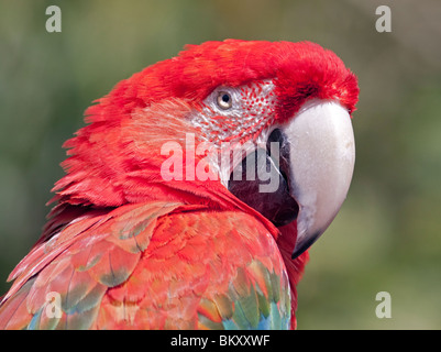 Grün-Winged Ara / rot und grün Aras (Ara Chloropterus) Stockfoto