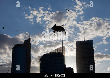 Flughunde und ein Australian White Ibis fliegen vor Sydney City centre Hochhäusern, Australien.