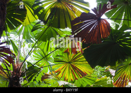 Der Daintree Regenwald im Norden von Queensland, Australien Stockfoto