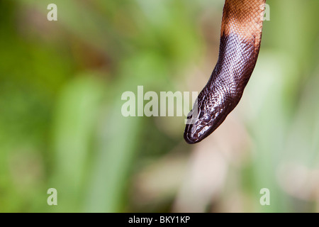 Eine schwarze geleitet Python (Schwarzkopfpythons Melanocephalus) in den Daintree Rainforest, Queensland, Australien. Stockfoto