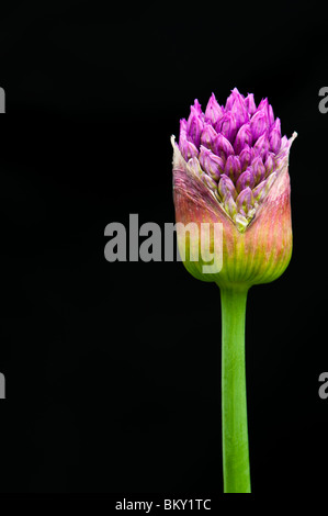 Allium 'Purple Sensation' Hollandicum. Ornamentale Zwiebel Blume aus Knospe vor schwarzem Hintergrund Stockfoto