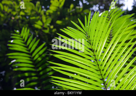 Eine tropische Palme im Daintree Regenwald, Queensland, Australien. Stockfoto