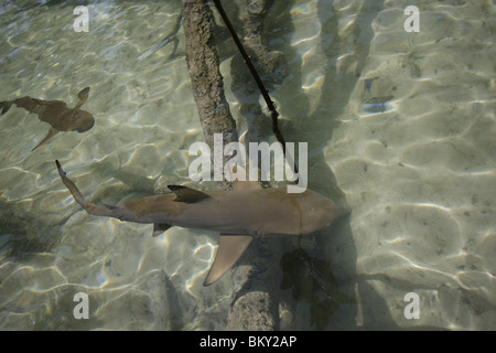 Junge schwarze Spitze Riff Haie schwimmen in einem Mangrovenwald am Mai Nam Beach auf Ko Surin marine Nationalpark, Thailand Stockfoto