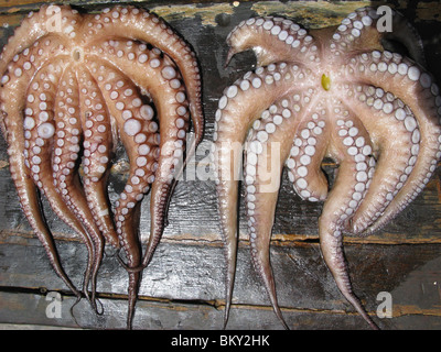 Frisch gefangen, Octopus, Chora Sfakia, Süd Kreta, Griechenland Stockfoto