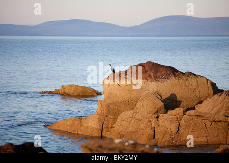 Ein Shag beobachten den Sonnenaufgang, Gairloch, Wester Ross Stockfoto