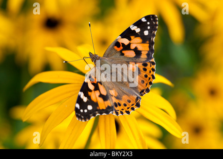 Distelfalter (Vanessa cardui) Fütterung auf Black-Eyed Susan (Rudbeckia hirta) im Garten, Sussex, UK. Stockfoto