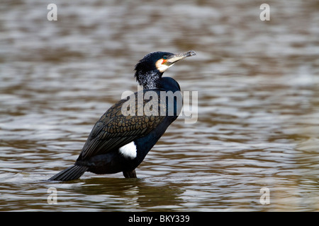 Kormoran; Phalacrocorax Carbo; Erwachsene zeigen weißen Fleck auf der Flanke Stockfoto