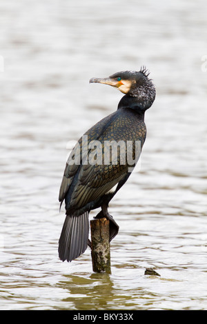 Kormoran; Phalacrocorax Carbo; Erwachsene zeigen weißen Fleck auf der Flanke Stockfoto