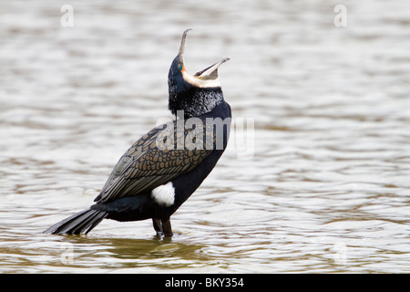 Kormoran; Phalacrocorax Carbo; Erwachsene zeigen weißen Fleck auf der Flanke Stockfoto