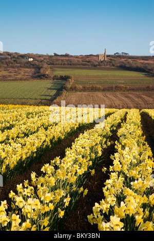 Narzissen in einem Feld; Townshend; Cornwall Stockfoto