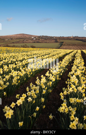 Narzissen in einem Feld; Townshend; Cornwall Stockfoto