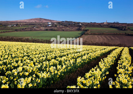 Narzissen in einem Feld; Townshend; Cornwall Stockfoto