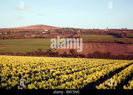 Narzissen in einem Feld; Townshend; Cornwall Stockfoto