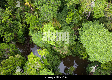 Die Baumkronen der Daintree Regenwald im Norden Queenslands. Stockfoto