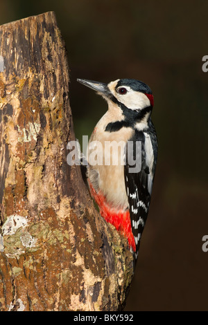Buntspecht; Dendrocopos großen; Männlich Stockfoto