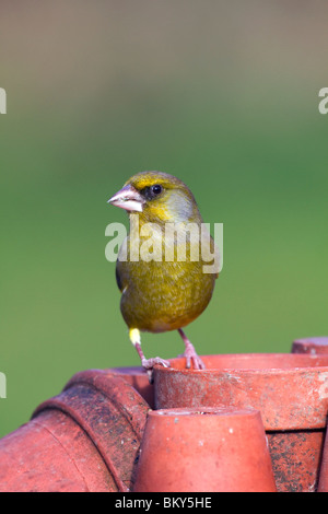 Grünfink; Zuchtjahr Chloris; auf Pflanze-Töpfe; Stockfoto