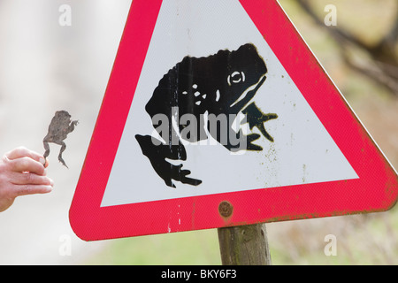 Ein Mann hält eine Kröte, die von einem Auto neben einer Kröte überquert Warnschild auf einer Straße in der Nähe von Aktien Reservoir in Lancashire, UK abgeflacht. Stockfoto