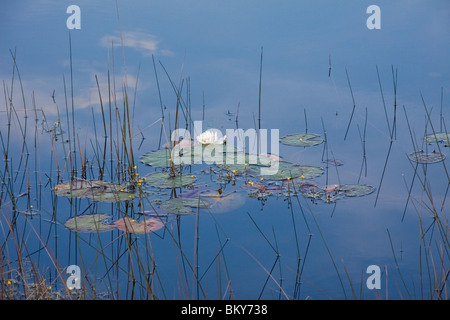 Seerosen und Schilf in einem Sumpf an St Marks National Wildlife Refuge, Florida USA Stockfoto