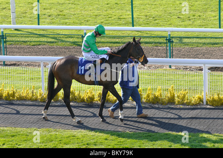 Pferd, führte in den Parade-Ring bei Warwick Rennen, UK Stockfoto