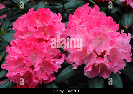 Rosa Rhododendron 'Fruhlingsanfang' Blumen up close Stockfoto