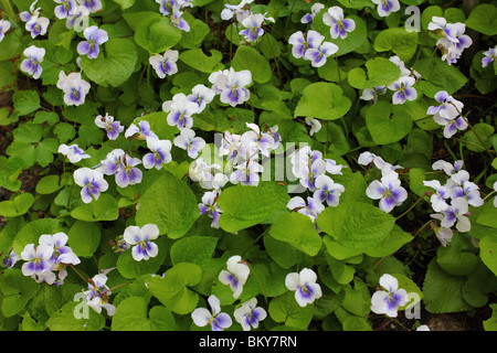Gemeinsamen blau violett weiß Blumen Viola sororia Stockfoto